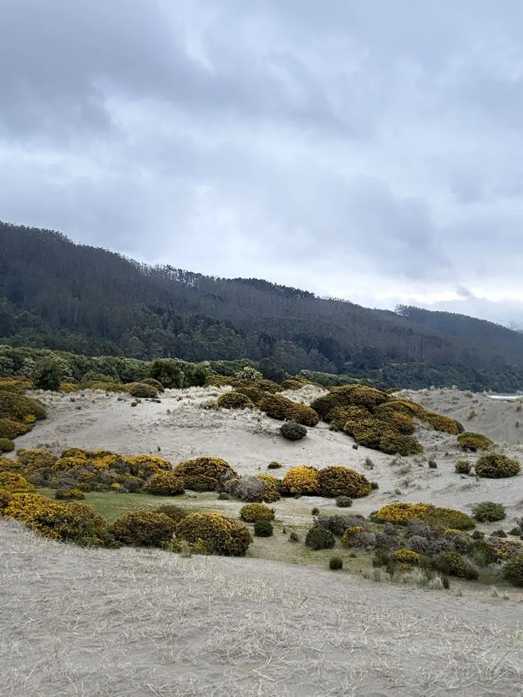 Tour a Chaihuín: la Ruta del Mar desde Valdivia