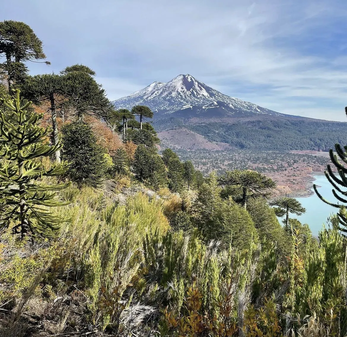 Tour al Parque Nacional Conguillío desde Pucón y Villarrica