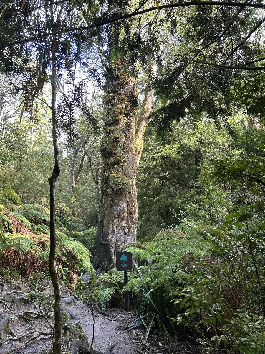 Tour al Parque Oncol: selva valdiviana
